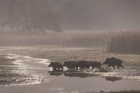 A wild boar (Sus scrofa) crosses a stream with its young, usually the mother always leads the pack,