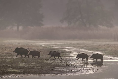 A wild boar (Sus scrofa) and its young disappear into the nearby reed belt at a pig's gallop,