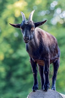 Pygmy goat (Capra aegagrus hircus), shiny black coat, climbing on the trunk of a felled birch tree