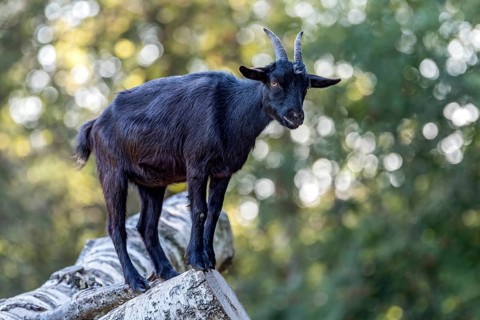 Pygmy goat (Capra aegagrus hircus), shiny black coat, climbing on the trunk of a felled birch tree