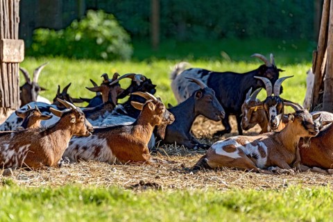 Pygmy goats (Capra aegagrus hircus) resting on straw in front of their stable, in the evening in