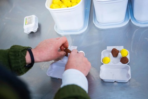 Hands arrange chocolate eggs in a cardboard on a kitchen table, chocolate quail eggs, Easter