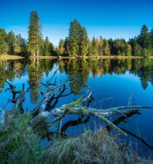 Small lake in the Thuringian Forest under blue sky, tree felled by beaver lying in water, spruce