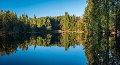 Small lake in the Thuringian Forest under blue sky, spruce forest reflected, Ochsenbacher Teich,