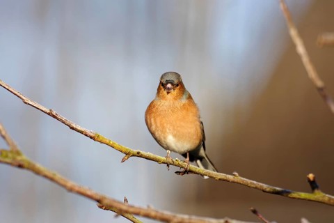 Chaffinch (Fringilla coelebs), male, winter dress, colourful plumage, sunlight, close-up of the