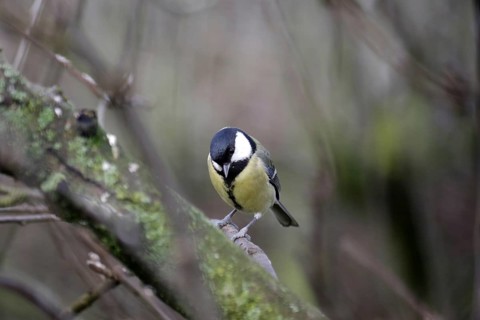 Great tit (Parus major), female, tree, winter, Germany, Hidden between branches the tit sits on a