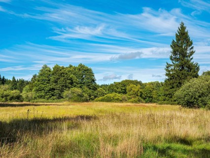 Die Goldwiese, wet meadow under blue sky with beautiful veil clouds, nature reserve in the