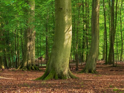 Old sunny beech forest near the Ivenacker Eichen, former Hutewald, Ivenack, Stavenhagen,