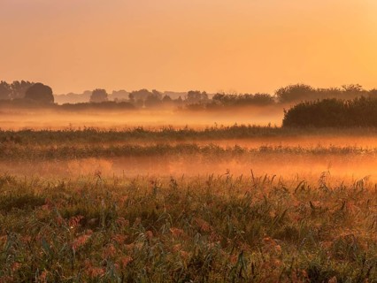 Morning atmosphere in Trebel Valley, morning fog in reeds glowing in the light of the rising sun,