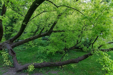 Lying tree with maugreen leaves in the castle park in Lan´cut, formerly Landshut, Poland