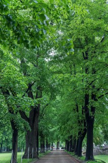 Linden avenue (Tilia) in the castle park in Lancut, formerly Landshut, Poland