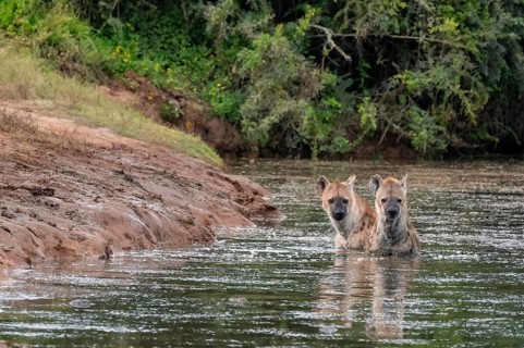 Two spotted hyenas (Crocuta crocuta) bathing in the water, Addo Elephant National Park, Eastern