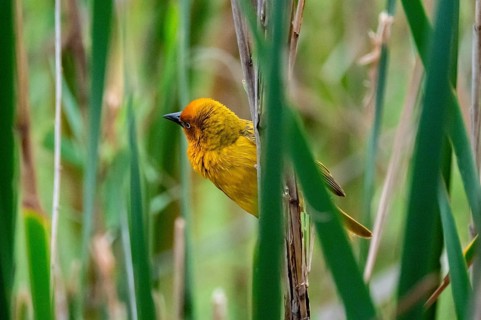 Cape Weaver Bird (Ploceus capensis) in the reeds, Addo Elephant Park, South Africa