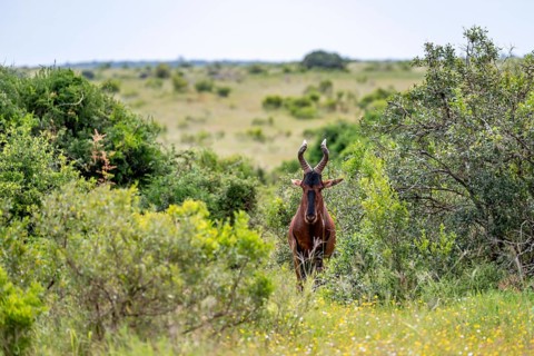 Hartebeest (Alcelaphus buselaphus), Addo Elephant National Park, South Africa