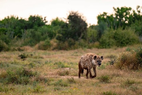 Spotted hyena (Crocuta crocuta), Addo Elephant National Park, Eastern Cape, South Africa
