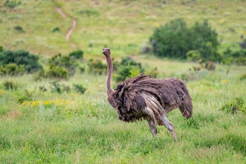 Female, ostrich (Struthio camelus), Addo Elephant National Park, South Africa