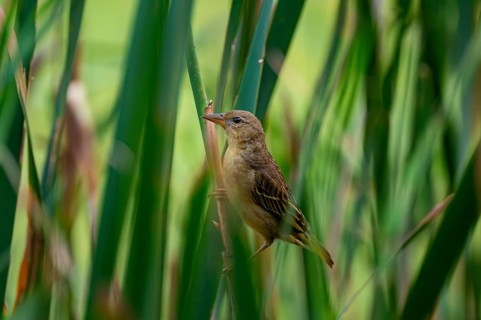 Female weaverbird (Ploceidae) in the reeds, Addo Elephant Park, South Africa