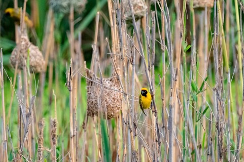 Masked weaver (Ploceus velatus), male, Addo Elephant National Park, South Africa