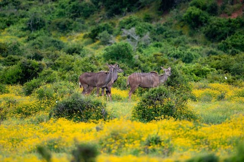 Greater kudu (Tragelaphus strepsiceros), two females in a flower meadow, Addo Elephant Park, South