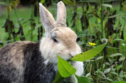 Domestic rabbit (Oryctolagus cuniculus domestica), portrait, garden, eating, The rabbit eats