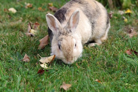 Domestic rabbit (Oryctolagus cuniculus domestica), garden, eating, The rabbit scavenges fresh grass
