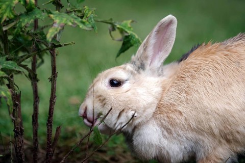 Domestic rabbit (Oryctolagus cuniculus domestica), garden, eating, twig, The rabbit nibbles on the