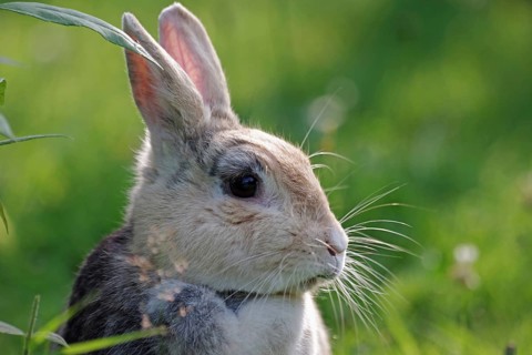 Domestic rabbit (Oryctolagus cuniculus domestica), side profile, garden, pretty, Easter, Easter