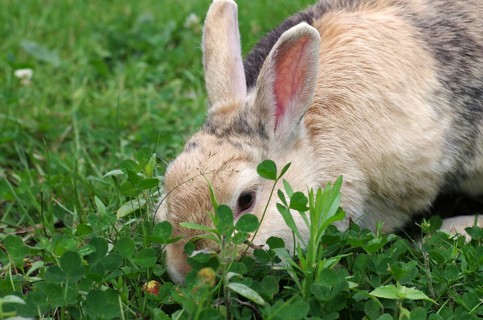 Domestic rabbit (Oryctolagus cuniculus domestica), clover, eating, garden, Easter bunny, Easter,
