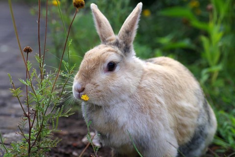 Domestic rabbit (Oryctolagus cuniculus domestica), garden, flowers, Easter bunny, close-up of