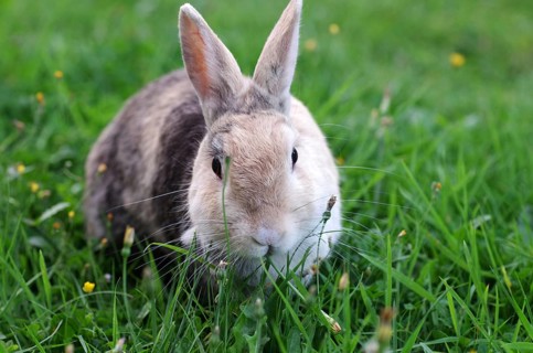 Domestic rabbit (Oryctolagus cuniculus domestica), grass, garden, Easter bunny, The rabbit savours