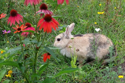 Domestic rabbit (Oryctolagus cuniculus domestica), Flowers, Garden, A single rabbit sits in the