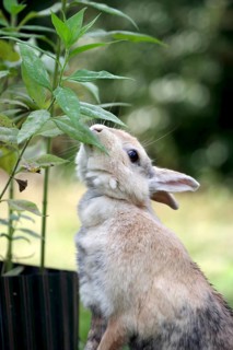 Domestic rabbit (Oryctolagus cuniculus domestica), eating leaves, placed on its hind legs, the