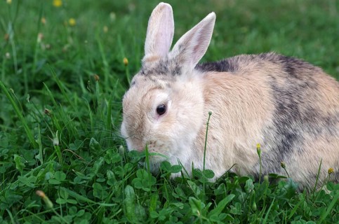 Domestic rabbit (Oryctolagus cuniculus domestica), garden, clover, eating, Easter bunny, The rabbit