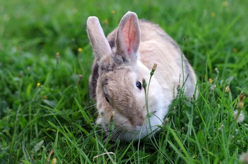 Domestic rabbit (Oryctolagus cuniculus domestica), grass, eat, cute, Easter, Fresh green for the