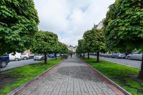 Maple avenue (Acer), promenade between the motorways, Lviv, Ukraine