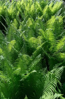 Worm fern (Dryopteris filix-mas), backlit, Ukraine