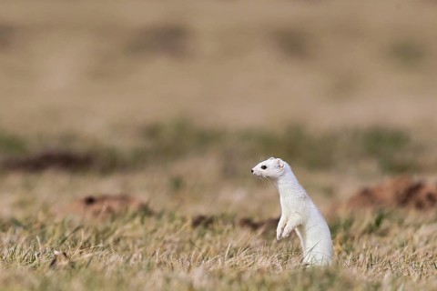 Ermine (Mustela erminea), adult in white winter coat standing upright on its hind legs in a field
