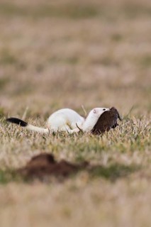 Ermine (Mustela erminea), adult in white winter coat runs and jumps through grassland with a