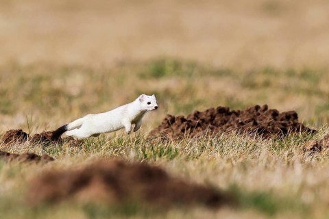 Ermine (Mustela erminea), adult in white winter coat running and jumping in the fields while