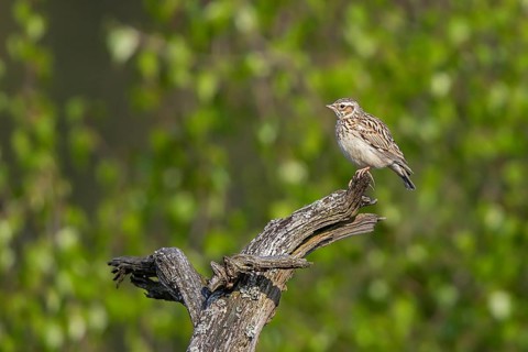 Woodlark (Lullula arborea), close-up, adult bird sitting on a dead branch, which serves as a