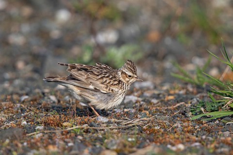 Woodlark (Lullula arborea), close-up, adult bird with raised feather cap on the head stands in the