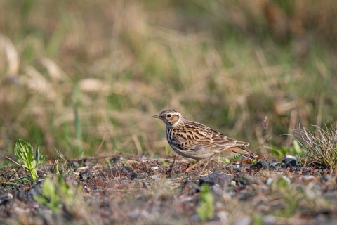 Woodlark (Lullula arborea), close-up, adult bird standing in the sun on barren heathland, Hesse,