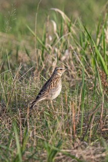 Woodlark (Lullula arborea), adult bird standing in green grass in spring in the sun, Hesse, Germany