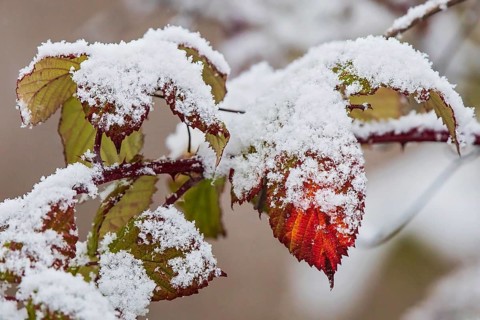 Snow-covered leaves of the dog rose (Rosa canina) in bright colours in winter, Baden-Württemberg,
