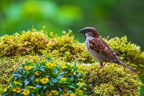 House sparrow (Passer domesticus), male sitting in moss between garden flowers, Baden-Württemberg,