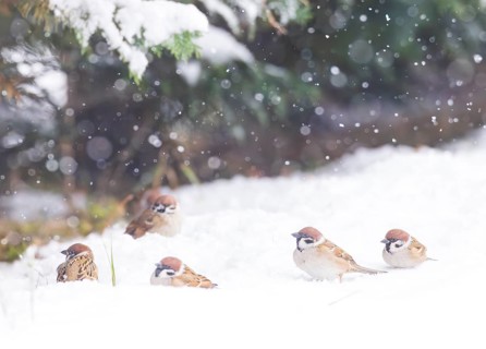 Tree sparrow (Passer montanus), group of several birds sitting in the snowfall within a high snow