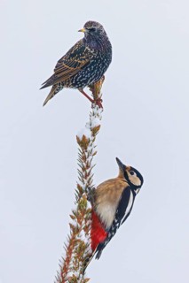 Starling (Sturnus vulgaris) sitting together with great spotted woodpecker (Dendrocopos major) in