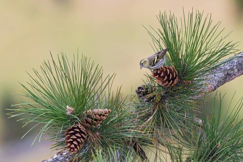 Siskin (Spinus spinus), adult bird sitting on a large pine cone between pine needles on a branch,