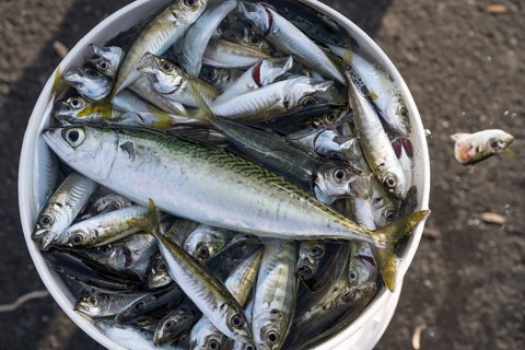 A Turkish fisherman's fresh catch of small fish caught fishing from the Galata Bridge in the