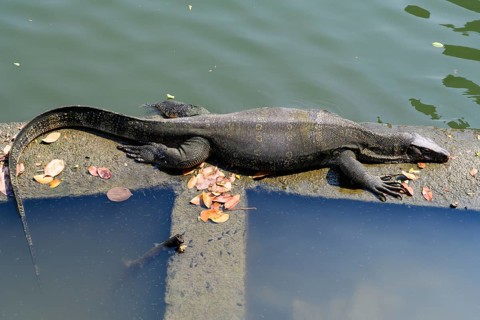 Large monitor lizards, the water monitor is a common sight beside or swimming in the lake at